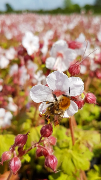 Geranium macrorrhizum "Spessart"- (Balkan-Storchschnabel "Spessart"),